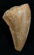 Inch Mosasaurus Tooth #987-1